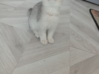 SİLVER BRİTİSH PAŞAM DEĞERİNİN ALTINDA VERİLECEK