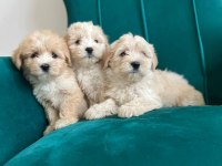 Sağlık Garantili Maltipoo Yavrular
