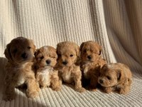 Teacup Boy Ev Doğumlu Maltipoo Bebekler