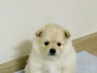 Bebek kendi pomeranian yavrularımız