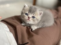 Şirinim şirin british shorthair bebekler teslime hazır