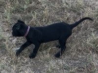 Safkan Cane Corso