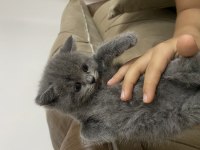 Minnoş british shorthair yavru