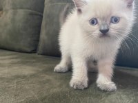 British shorthair yavrularımız
