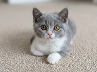 Muhteşem Renk British Shorthair Bicolor Dişi Yavrular