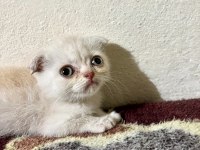 2.5 Aylık Scottish Fold İlanda Gold Rengi Hareketli