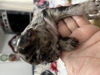 40 günlük bebek french bulldog