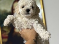 Çok uygun acil poodle