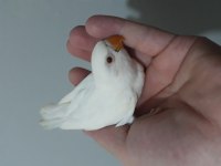 Albino yeni yeme düşmek üzere olan cennet papağanı bebek