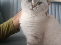 6 AYLIK DİŞİ BRİTİSH SHORTHAİR
