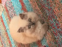 British Longhair Blue Point