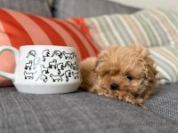 KOREA ÜST SEGMENT MALTİPOO BEBEKLERİMİZ