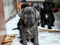 CANE CORSO FCI KIF A SCRLİ GRANT TÜRKİYE ŞAMPİYONU YAVRULARI