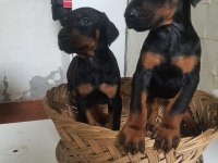 King doberman yavrularım