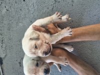 Labrador yavrularımız