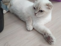 1 yaşında dişi british shorthair
