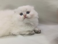 Scottish Fold Beyaz Uzun Tüylü