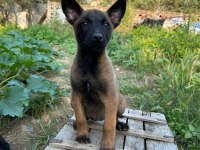 TÜRKİYE GENELİ IRK SAĞLIK VE KAPIDA ÖDEME GARANTİLİ