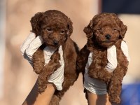 Kore poodle yavrularımız