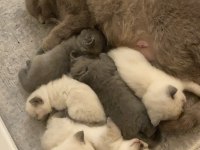 1 aylık british shorthair yavrularım