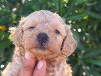 SEVGIYLE BUYUYEN MALTIPOO YAVRULARIMIZ