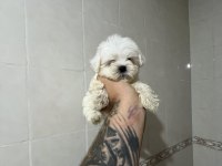 SIFIR NUMARA KORE MALTESE DİŞİ