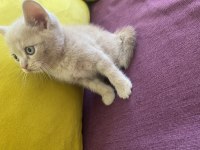 Scottish Fold Sağlıklı Ev Kedilerim