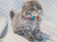 Çok tatlı minik prenses british longhair