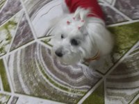 GÜZELLER GÜZELİ MALTESE LİLAMI SAHİPLENDİRİYORUM