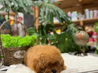 LİTTLEPAWS FARKIYLA ORJİNAL TOY POODLE APRİCOT