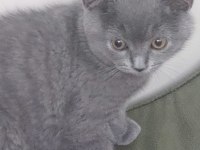 2.5 aylık oyuncu british shorthair