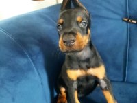 KRAL BABADAN EFSANE DOBERMAN YAVRULAR