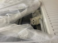 British shorthair kedimiz