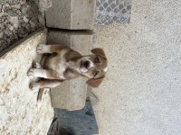 75 günlük küçük fino köpekler