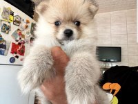 Kaçırmayın Gerçek Renk Pomeranian Bebeklerim Çok Uygun