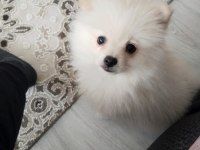 5 aylık pomeranian Boo