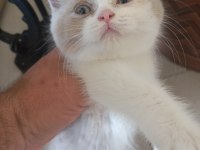 Cattery'den Full secereli calico british longhair dişi