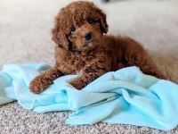 Irk Garantili Toy Poodle