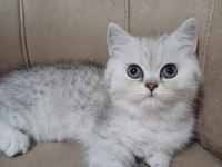 Teslime Hazır Dişi British Shorthair Yavrumuz