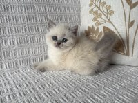 Kedimiz british shorthair 55 günlük