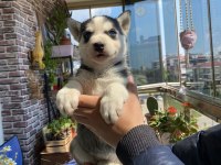 Husky Yavrularımız Yeni Ailelerini Arıyor