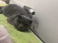 Scottish fold kedimiz
