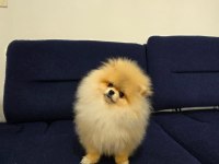 Mikro Pomeranian Dişi 7 Aylık