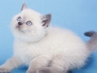 BRİTİSH SHORTHAİR BLUE POİNT YAVRULARIM