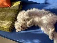 Scottish fold oscar için yuva arıyoruz