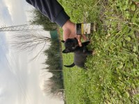 Tea cup elma kafa şivava bebeklerimiz