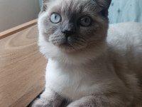 Kedimiz 1 yaşında olup british shorthair point erkektir