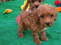 Maltipoo Yavrularımız