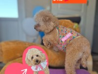 SAĞLIK VE IRK GARANTİLİ OYUNCAK BOY POODLE YAVRULARIM