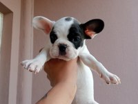 Orjinal French Bulldog Merle Yavrumuz